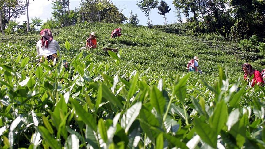 Rize'den 4,7 milyon dolarlık çay ihraç edildi
