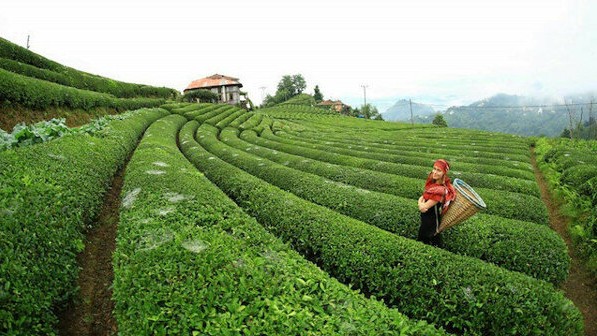 Çay İşletmeleri Genel Müdürlüğü 500 Personel Alacak