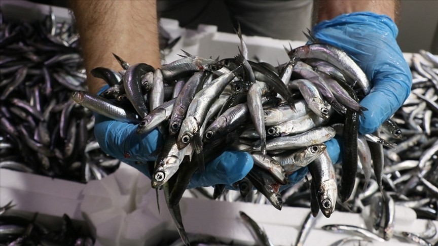 Yasa dışı balık avcılığına 11 milyon lira ceza