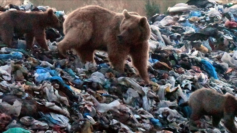 Kars'ta şehir çöplüğü boz ayılar için tehdit oluşturuyor