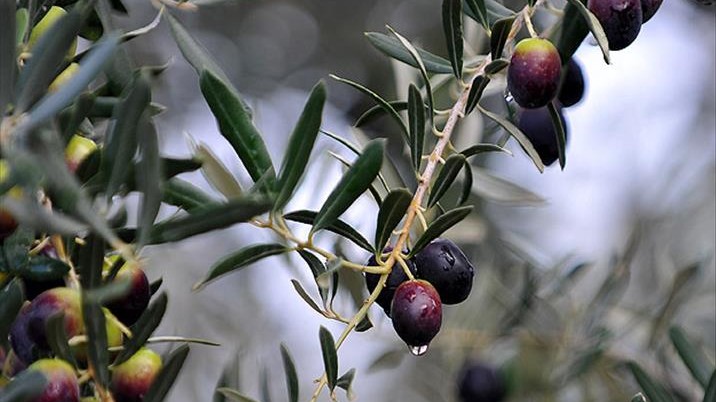 İzmir Çeşme'de zeytin ağaçlı tarla icradan satılıktır
