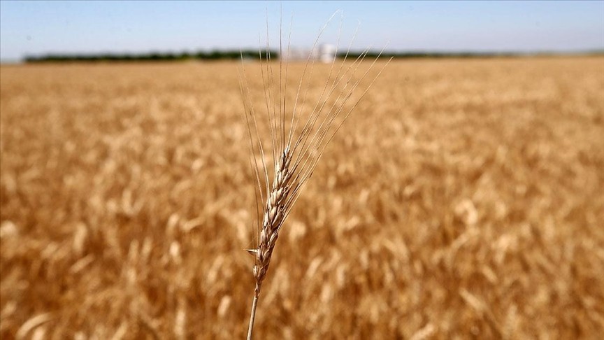Tahıl koridoruyla ilgili Rusya'dan önemli açıklama