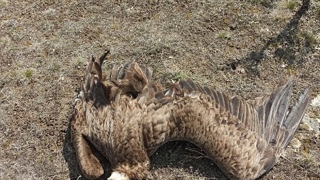 Koruma altındaki 7 kara akbaba ölü bulundu