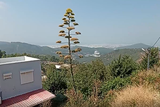 Antalya'da dünya mirası bitki 30 yıl sonra çiçek açtı