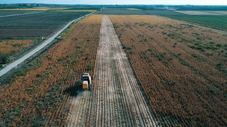 ​Trakya'da sertifikalı buğday tohumu verimiyle öne çıkıyor