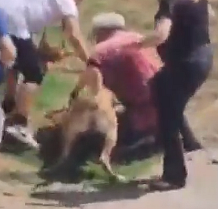 İstanbul'da köpek yaşlı çifte saldırdı
