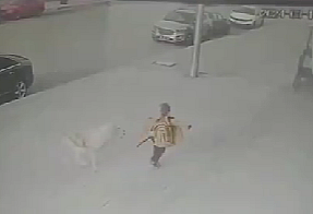 Erzincan'da başıboş köpekler çocuğa saldırdı