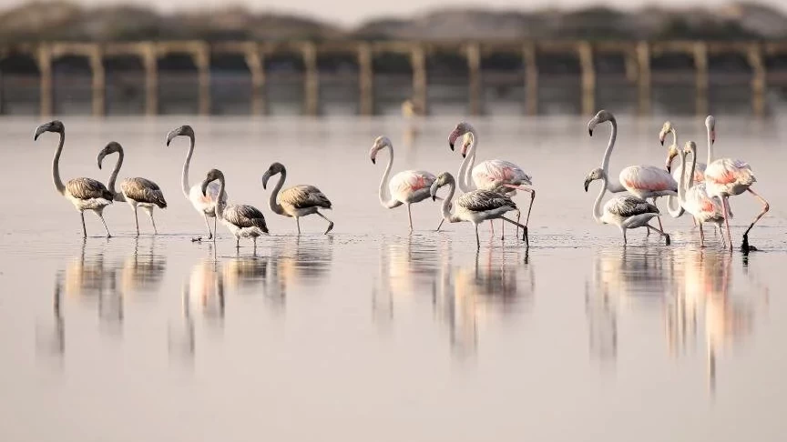 Tunus'ta kuşların göç yolundaki su havzası, kirlilik nedeniyle yok olma tehlikesi altında