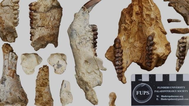 25 milyon yıl önce yaşamış yeni bir tür keşfedildi