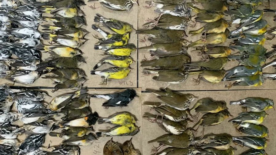 Yüzlerce kuş gökdelenlere çarparak öldü