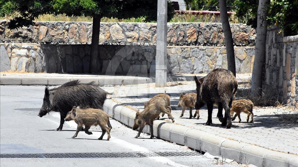 Zonguldak'ta domuz sürüsü ilçe merkezine indi