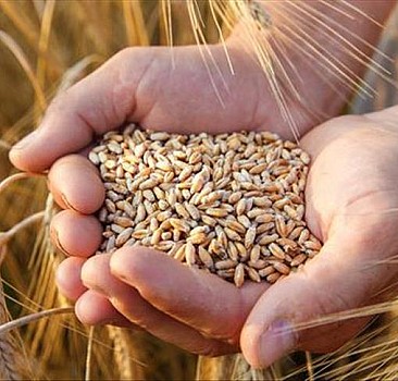 Gıda krizinin başaktörü: Buğday