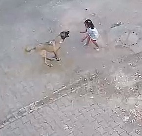 Başıboş sokak köpeği küçük kızın yüzünü ısırdı