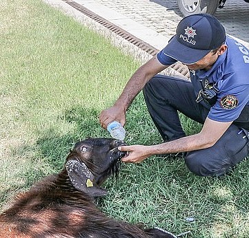 Kurbanlık keçiye polis su içirdi