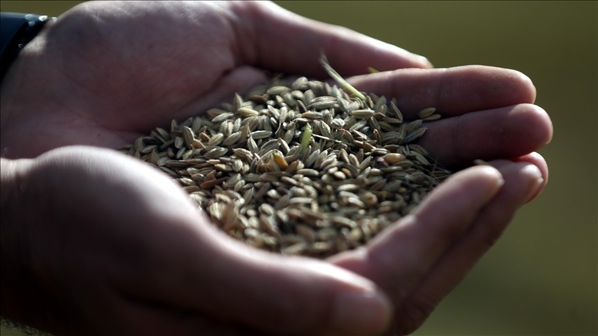 Düzce'de ürün çeşitliliği amaçlı ekilen siyah pirincin verimi üretim alanını genişletti