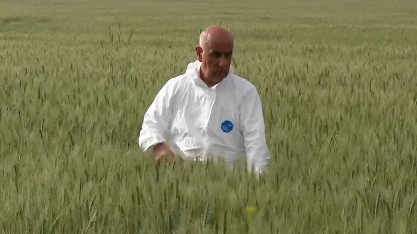 Bakan Kirişçi'den sevindiren buğday açıklaması