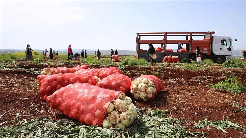 Çukurova'da hasatla berae soğanın fiyatı düşüyor