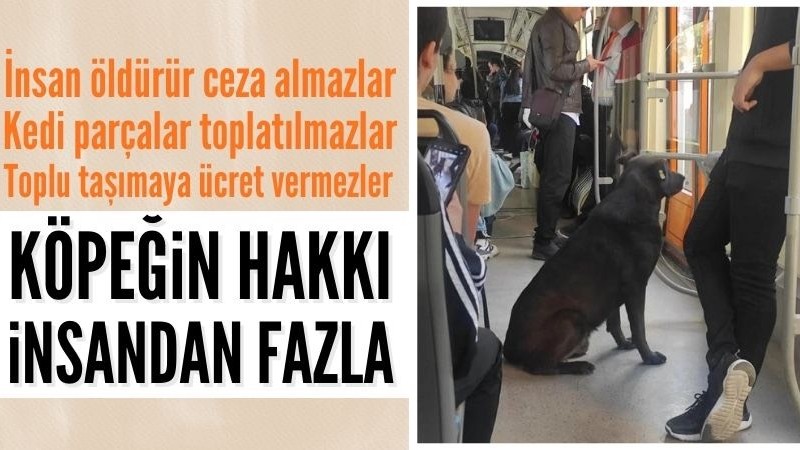 Eskişehir'de sokak köpeği tramvayla yolculuk yaptı