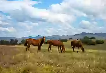 Amasya'da bir kişi araç yolunda at binerken görüntülendi