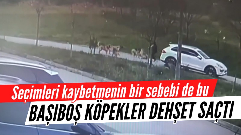 Bursa'da başıboş köpek terörü