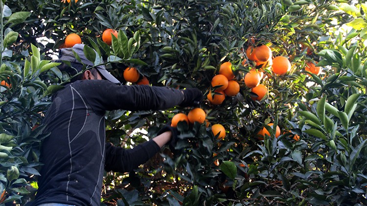 Mersin'de portakal hasadı başladı