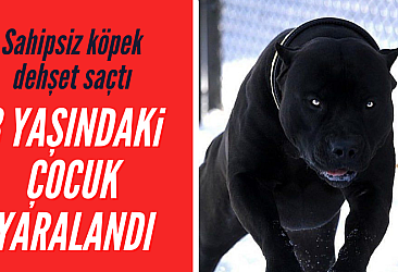 Konya'da sahipsiz köpek dehşet saçtı