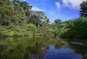 Birleşik Krallık, Amazon ormanlarının korunması için Kolombiya'ya mali destek sağlayacak
