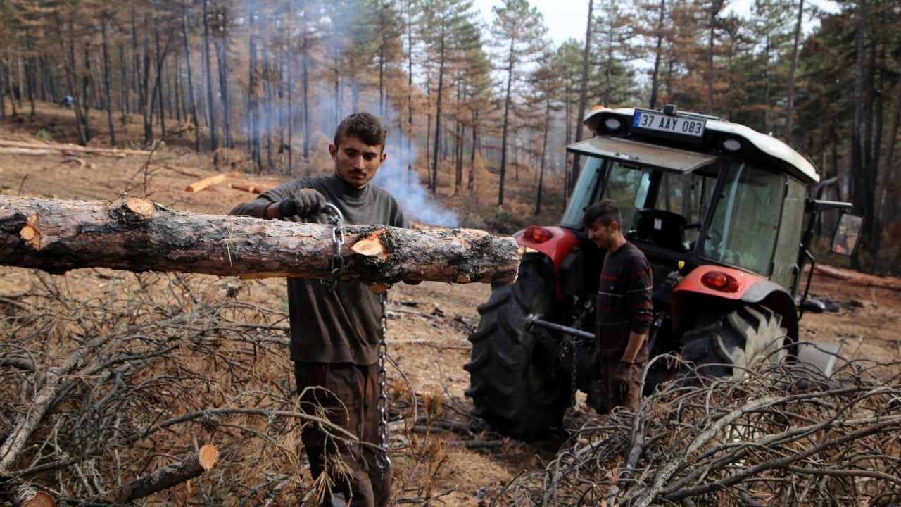 ​Kastamonu'da yanan orman alanları yeniden canlandırılıyor