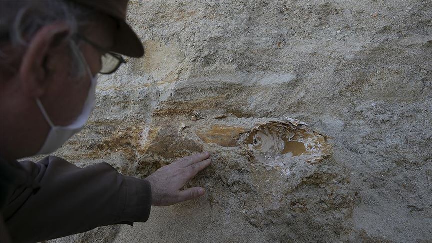 ​Edirne'de mamut fosili bulundu