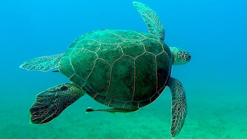 Deniz kaplumbağaları yapay zeka tabanlı sistemle takip edilecek