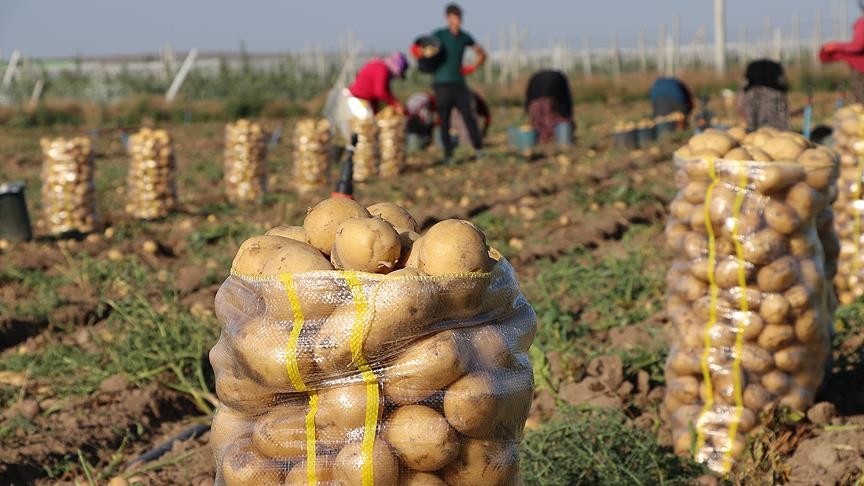 Adana'da erkenci patates hasadı başladı