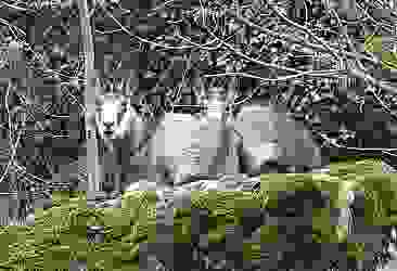 Tunceli'de koruma altındaki çengel boynuzlu dağ keçisi görüntülendi