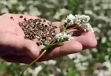 Muş'ta 10 dönüm alana karabuğday ekimi yapıldı