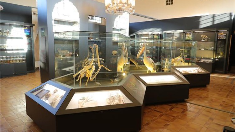 Doğa Tarihi Müzesi'ne ziyaretçi akını