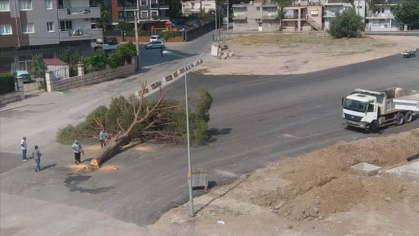 İzmir Büyükşehir Belediyesi yarım asırlık ağacı kesti