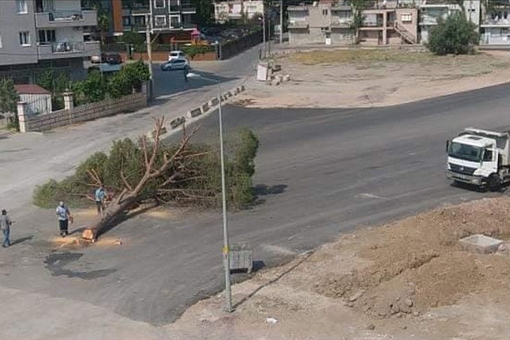 İzmir Büyükşehir Belediyesi yarım asırlık ağacı kesti