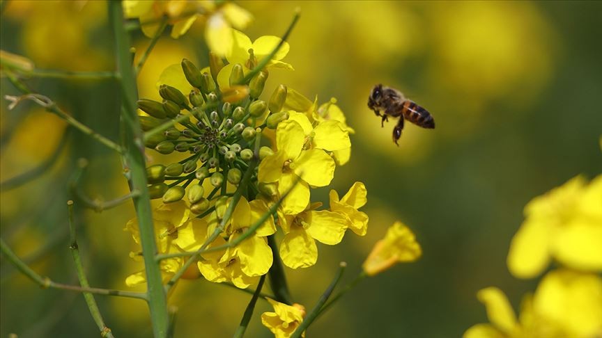 Böcek ilaçlarının arılar üzerindeki olumsuz etkisi