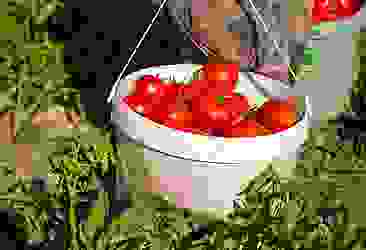 Çorum'da domates hasadı başladı