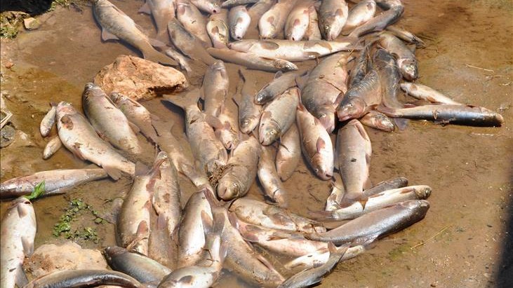 ​Bartın Irmağı'nda toplu balık ölümleri görüldü