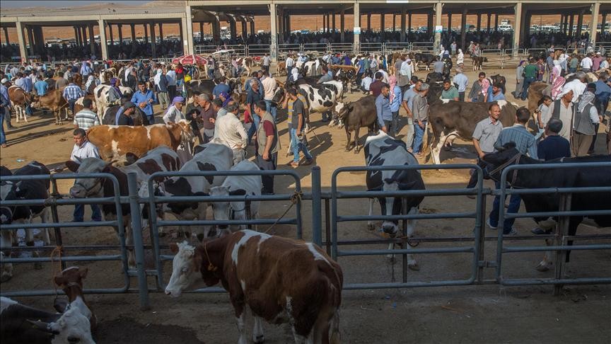 Şanlıurfa'daki hayvan pazarlarında Kurban Bayramı hareketliliği