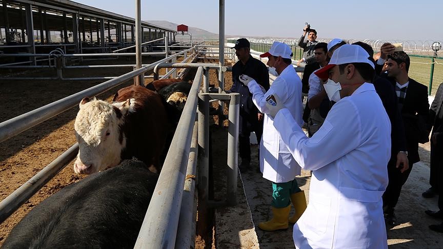 Şırnak'ta büyükbaş hayvanlara şap aşısı yapılıyor