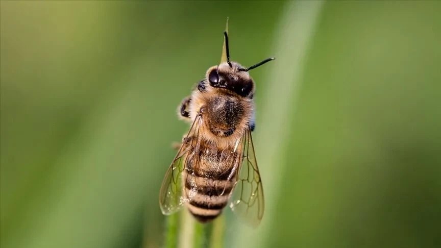 "Açlık" sorununa arılar çözüm olacak