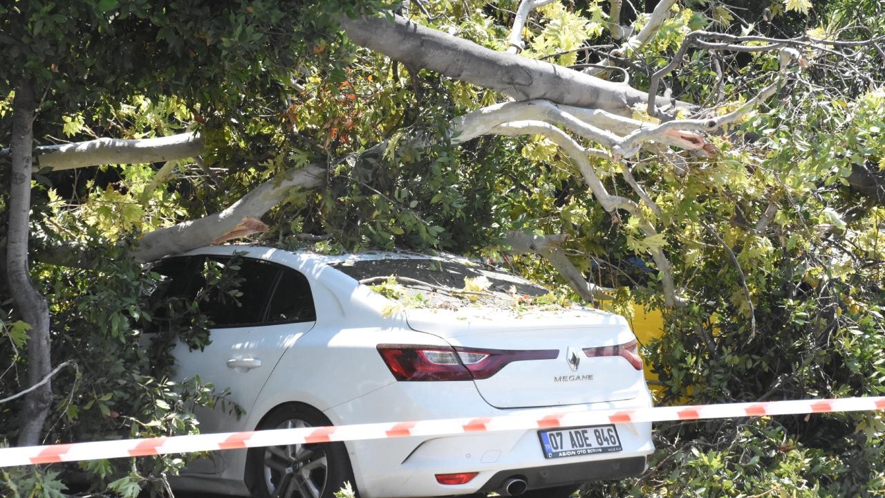 Antalya'da park halindeki 5 aracın üzerine ağaç devrildi