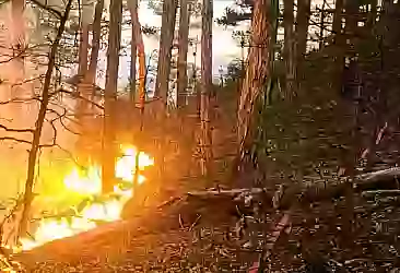 Kütahya'daki orman yangını kontrol altında