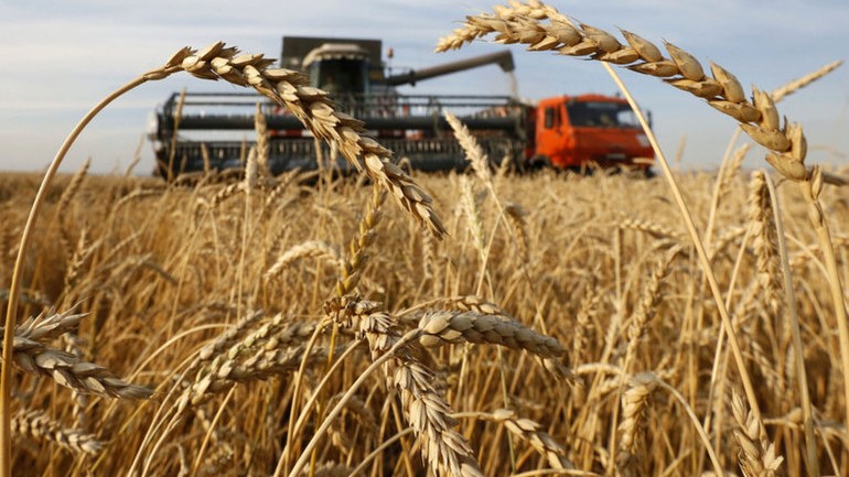 Hint buğdayı Rusya'nın alternatifi olabilir mi?