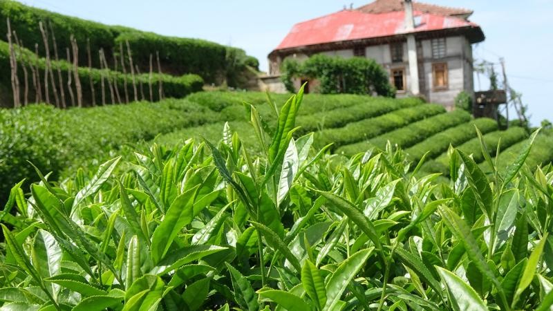Çay üreticilerine 303 milyon liralık destek ödemesi