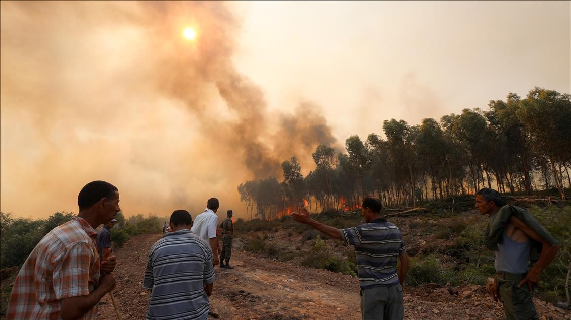 Tunus'ta orman yangını