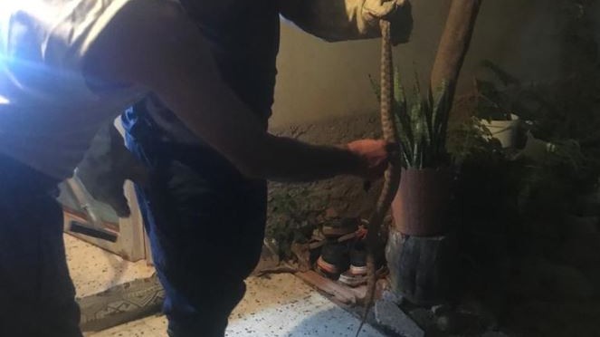 Adana'da bir eve yılan girdi