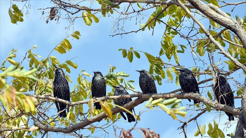 Çankırı'da göçmen kuşlar görüntülendi