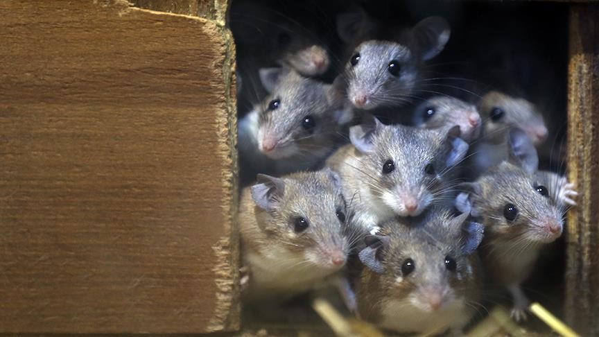 Avustralya şimdi de fare istilasıyla boğuşuyor